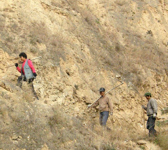 雖沒(méi)有十里桃林，漫山遍野的灼灼芳華。但我們有萬(wàn)畝國(guó)家級(jí)標(biāo)準(zhǔn)化油橄欖種植示范基地，漫山遍野，香氣撲鼻。畝是中國(guó)市制土地面積單位，一畝等于六十平..