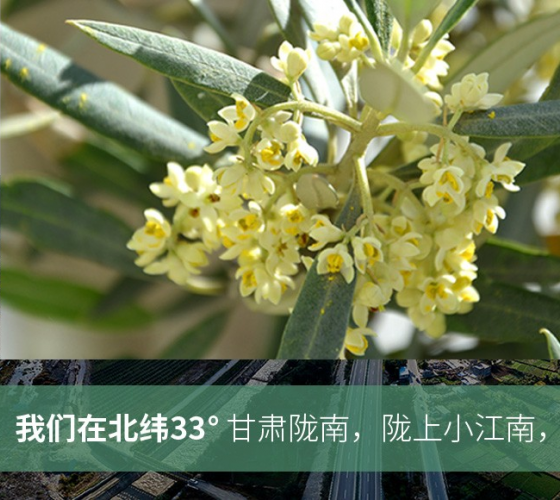 武都的氣候、土壤等與地中海沿岸極其相似，同處于世界頂級(jí)油橄欖黃金生產(chǎn)帶（32°58--33°36）年平均氣溫為14.7°，年日照時(shí)數(shù)1911..